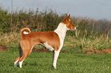 BASENJI 074